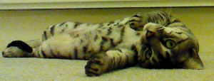 Picture of Onyx